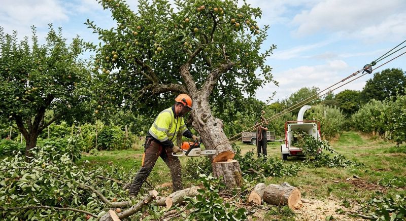 Apple Tree Removal in Bucks County, PA