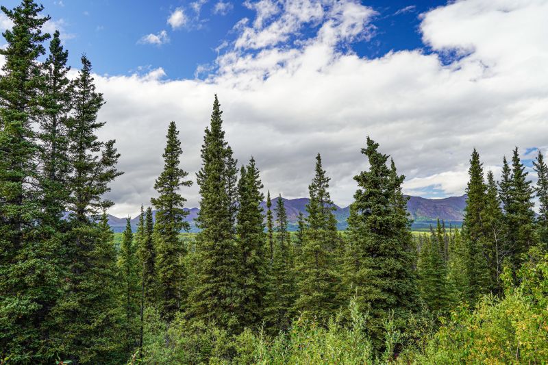 Spruce Tree Removal