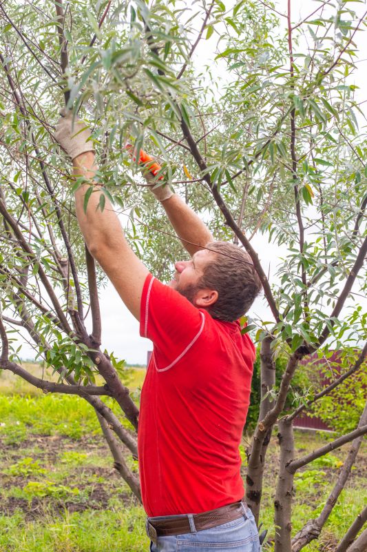 Apple Tree Pruning in Reno, NV