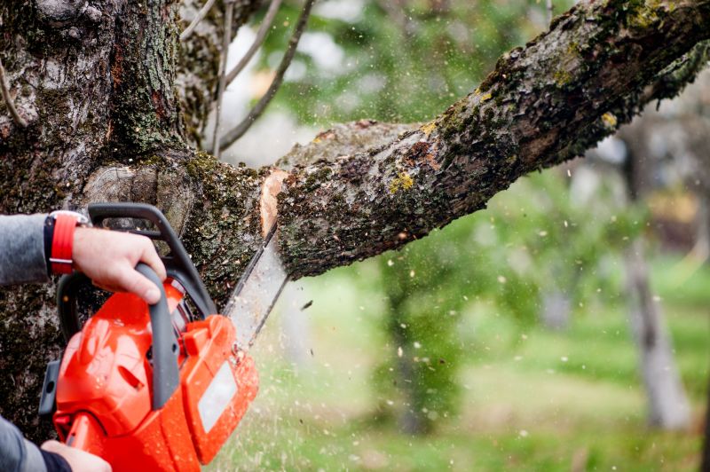 Birch Tree Removal in Duluth, MN
