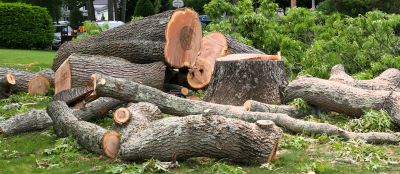 Commercial Tree Removal in Duluth, MN