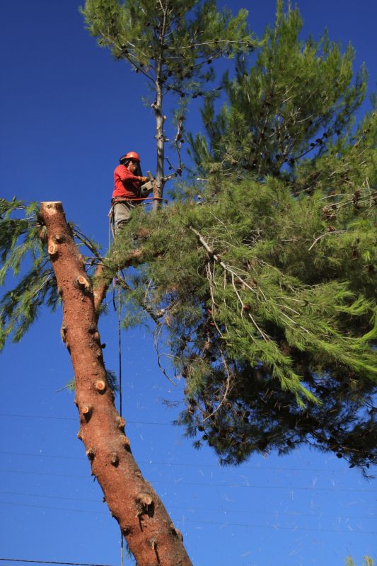 Spruce Tree Removal