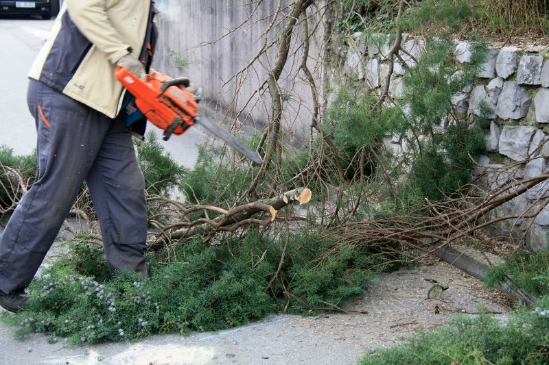Cypress Tree Removal in Duluth, MN
