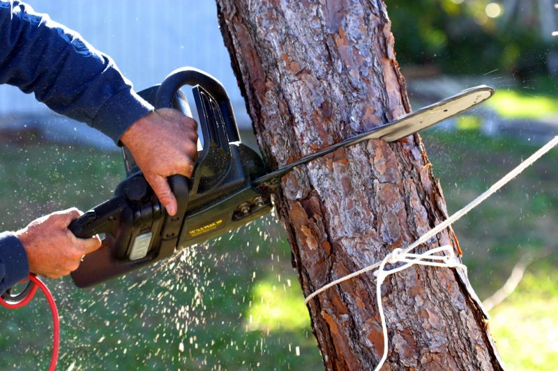 Dead Tree Removal in Duluth, MN