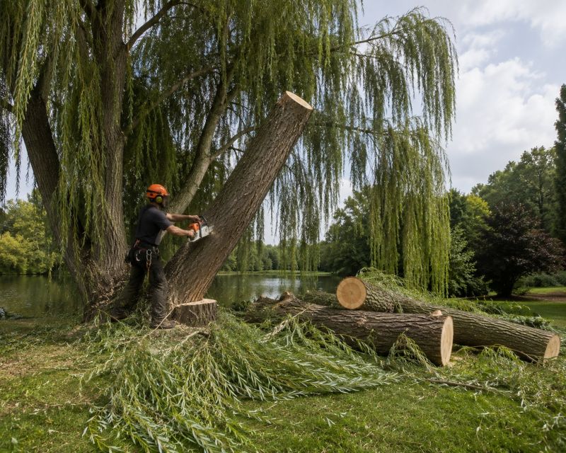 Dogwood Tree Removal in Duluth, MN