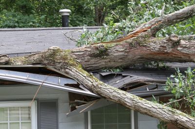 Storm Damage Tree Fall