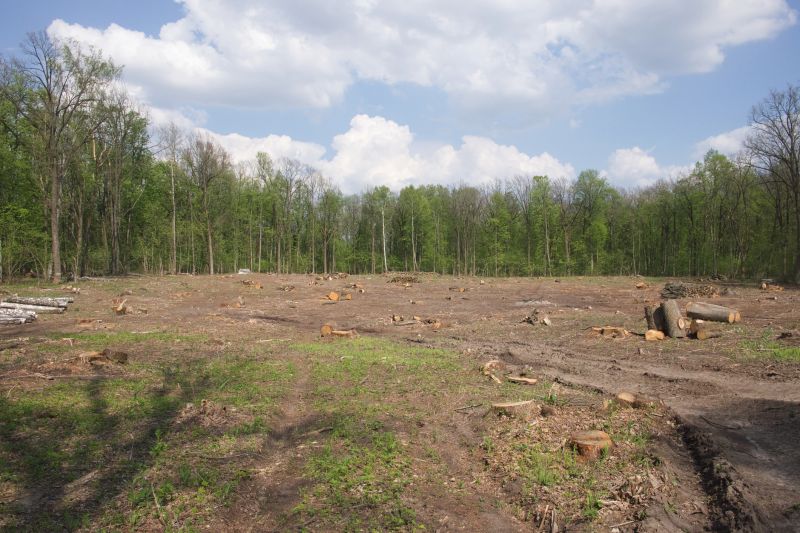 Forestry Clearing in Atlanta, GA