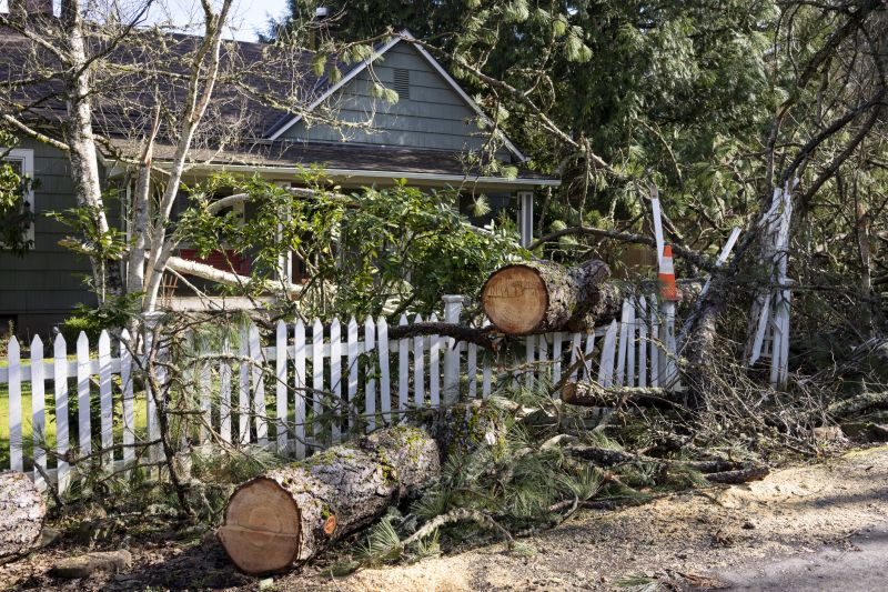 Mimosa Tree Removal in Duluth, MN