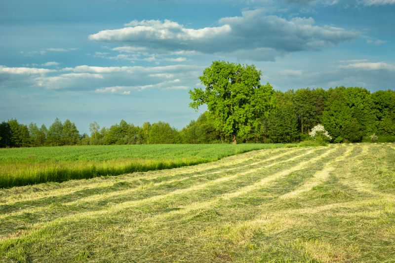 Pasture Clearing in Marietta, GA