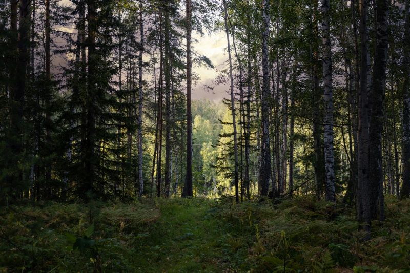 Pine Tree Clearing in Marietta, GA