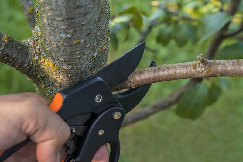 Spruce Tree Removal in Montgomery County, PA
