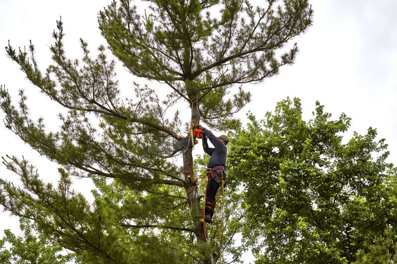 Spruce Tree Removal