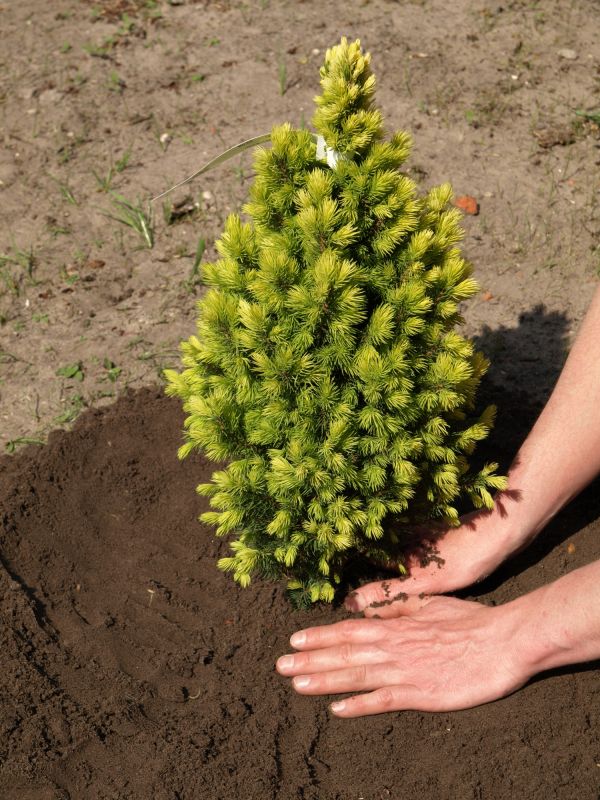 Healthy Spruce Trees