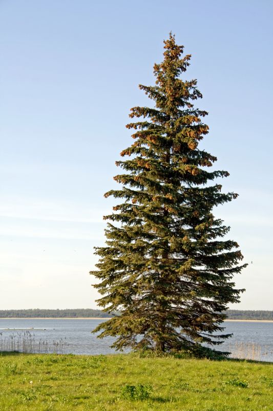 Spruce Tree Before Removal