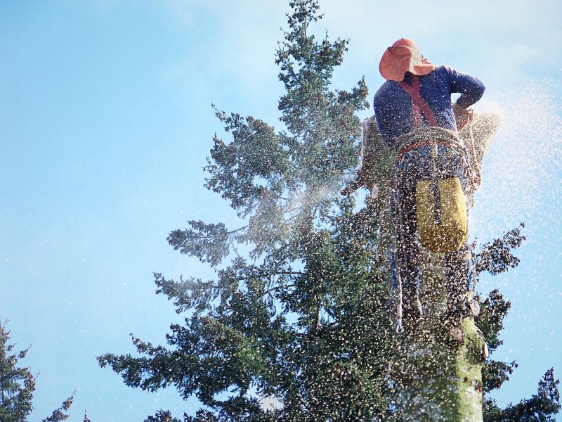 Tree Removal Service in Duluth, MN