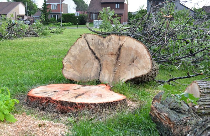 Willow Tree Removal in Duluth, MN